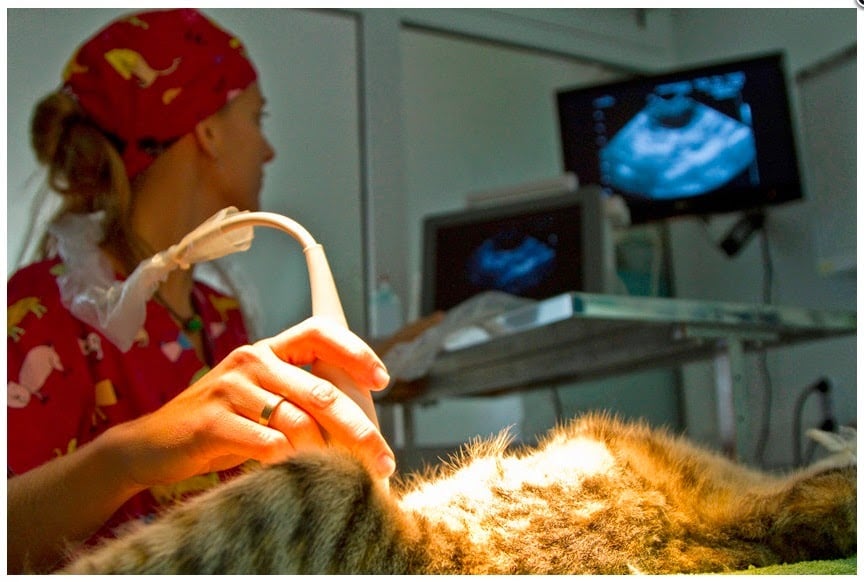 South veterinary center
