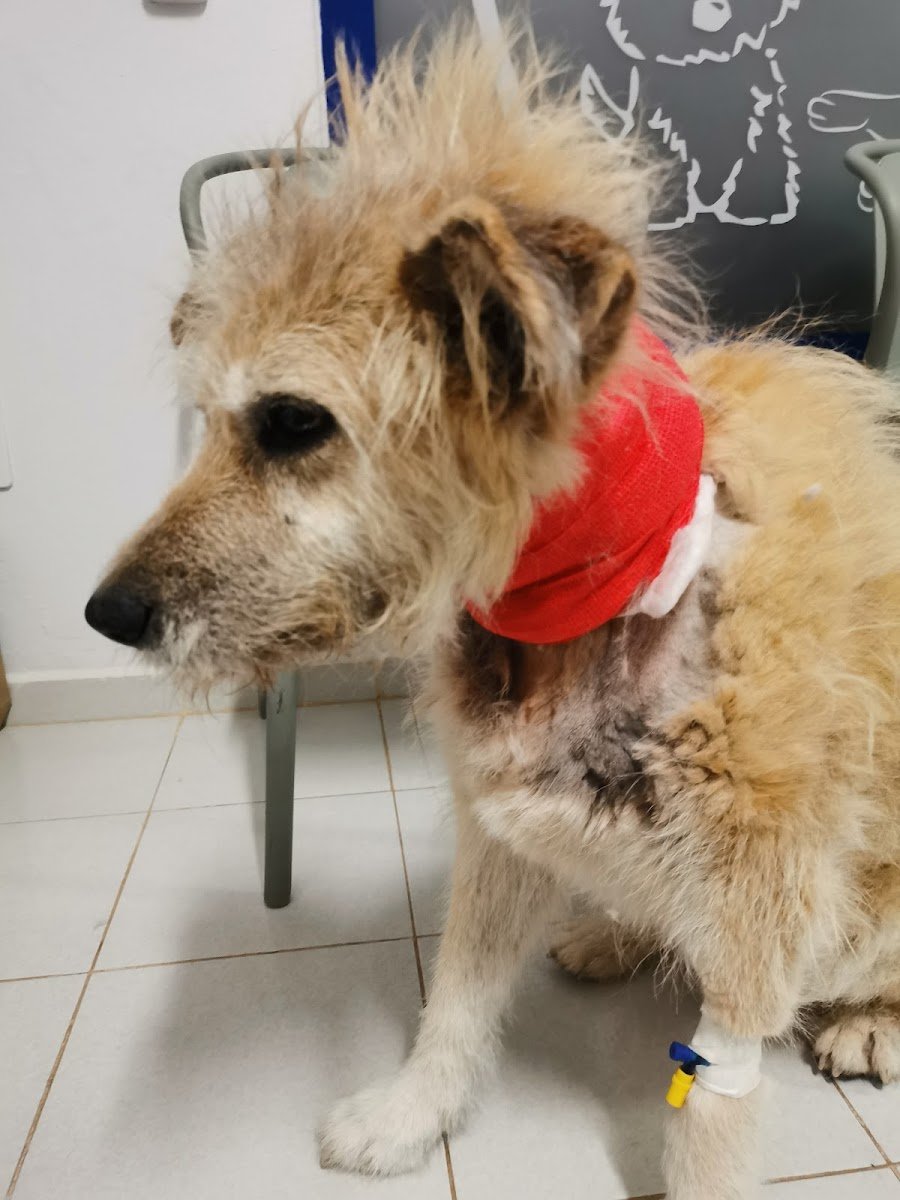 Veterinaria Tobys